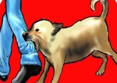 फरीदाबाद: कुत्तों के हमलों से दहशत, तीन माह में 6500 से ज्यादा लोग घायल