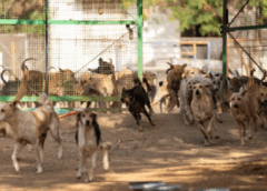 फरीदाबाद: नगर निगम भूपानी में बनाएगा 1000 कुत्तों के लिए डॉग शेल्टर होम