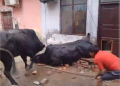 फरीदाबाद: रिहायशी क्षेत्र में डेयरी चलाई, तो होगी जेल, 7 दिन में सर्वे और सीलिंग के आदेश, नई गाइडलाइन जारी 