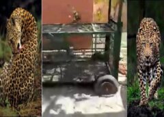 फरीदाबाद: तेंदुए के डर से भाकरी गांव में दहशत, मंदिर हुआ सूना, नवरात्र में भी नहीं पहुंच रहे श्रद्धालु