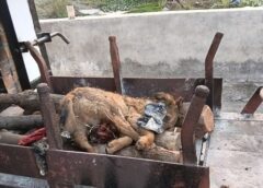 फरीदाबाद: देश के पहले पालतू पशु हरित शवदाह केंद्र में अब तक हुए 42 दाह संस्कार