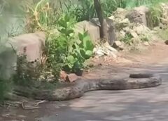 फरीदाबाद में 12 फुट लंबा अजगर दिखने से मचा हड़कंप, आगरा नहर में उतरा विशाल सांप