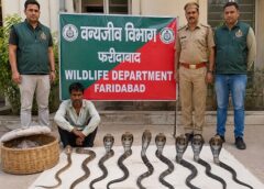फरीदाबाद में सांपों का अवैध कारोबार, आठ नागों के साथ सपेरा गिरफ्तार 